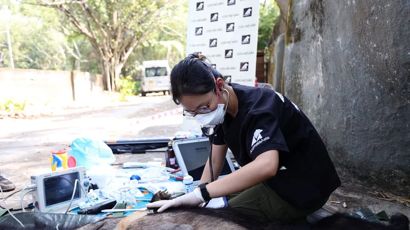 Đưa 3 con gấu ở TPHCM về Thừa Thiên Huế