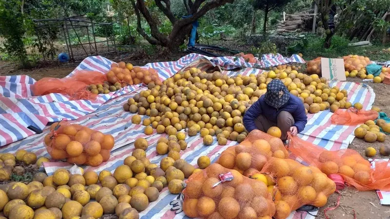 “Giải cứu” bưởi miền Bắc