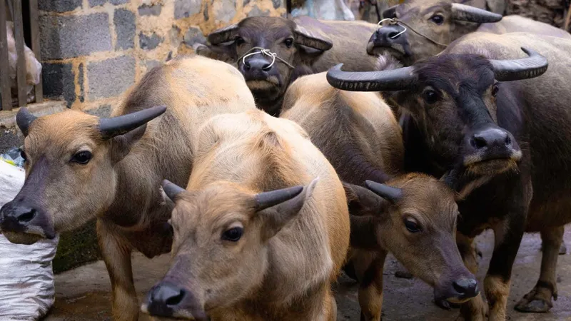 Thêm hàng trăm gia súc chết cóng vì băng giá