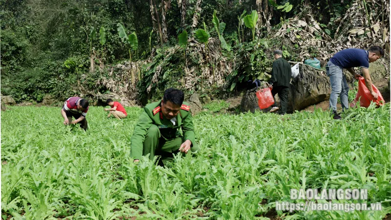 Khoảng 3.800 cây thuốc phiện trồng bí mật trong núi đá ở Lạng Sơn