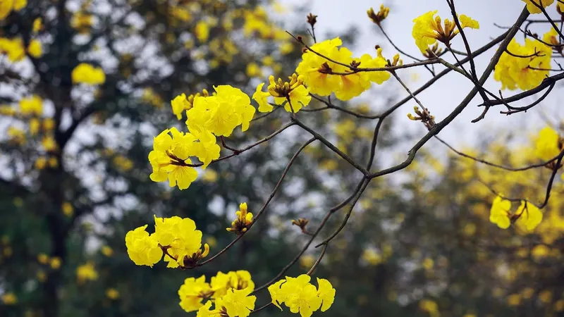 Mùa hoa Phong Linh ở Hà Nội đã bắt đầu