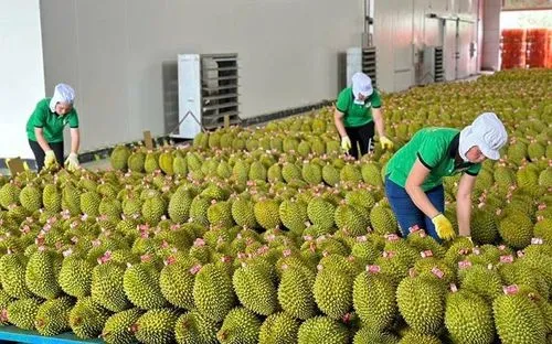 Khẩn trương điều tra nguyên nhân 30 lô hàng sầu riêng xuất khẩu nhiễm cadimi