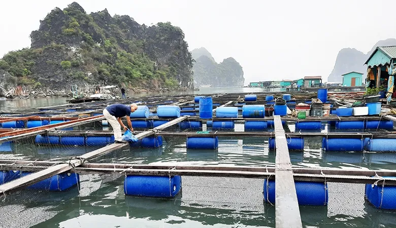 Phân giao mặt biển, tích hợp nuôi biển và du lịch - tìm giải pháp từ Quảng Ninh