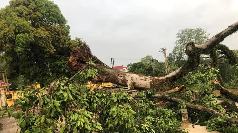 Cao Bằng: Cây đa di sản ở đền vua Lê bị quật đổ