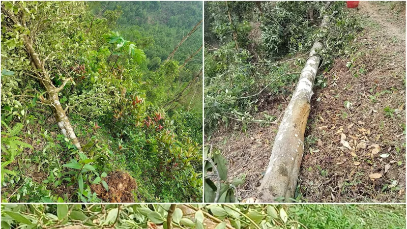 Rừng hồi hơn 50 năm bị lốc “phá” tan tác