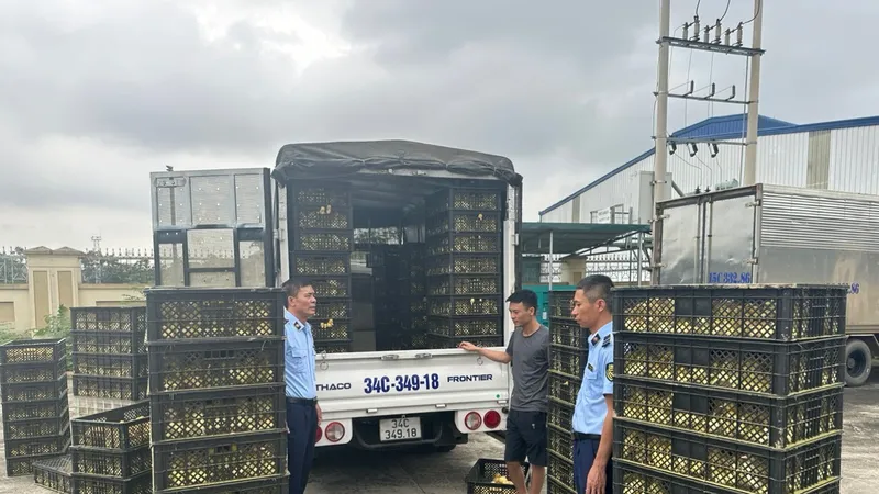 Có dấu hiệu nhập trứng gia cầm… sắp nở để lách luật