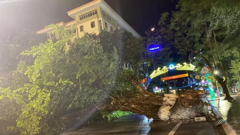Miền Bắc mưa dông, quật đổ cây đa lớn ở Hà Giang