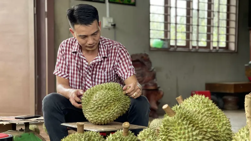 Bán sầu riêng non làm tổn hại cả ngành hàng