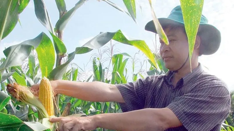 Công nghệ sinh học trong nông nghiệp: Những thách thức còn phía trước