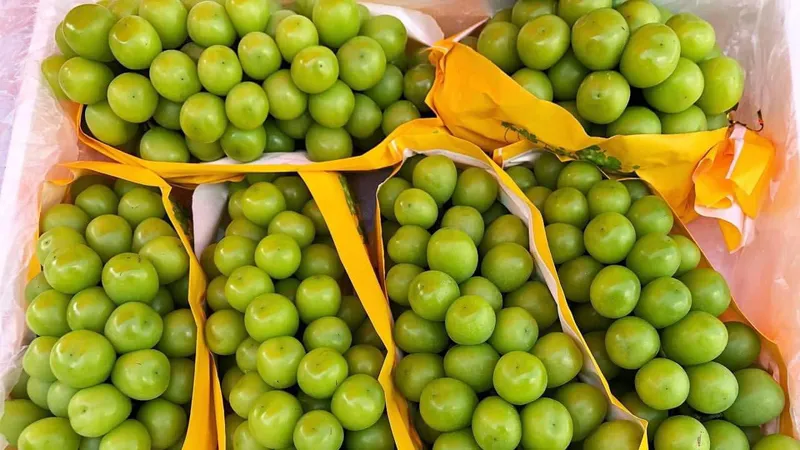 Cục Bảo vệ thực vật nói gì trước thông tin nho sữa nhập khẩu