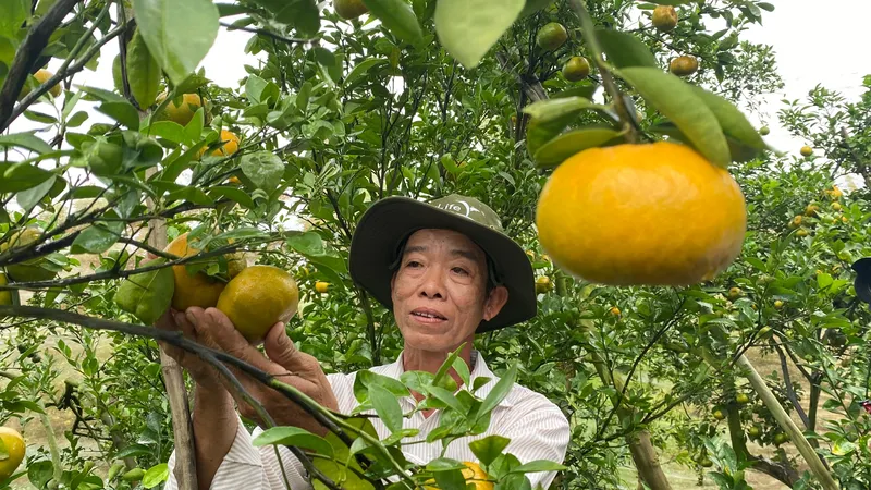 Làm gì để trái cây xuất khẩu qua được cảng đến?