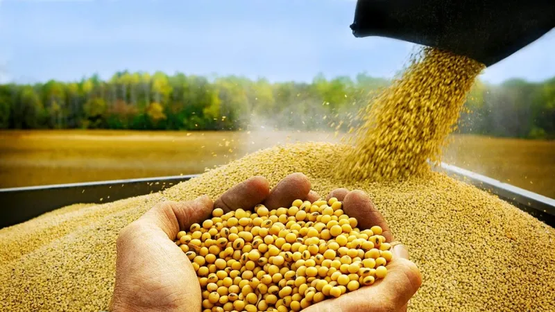 Cục Chăn nuôi đề nghị Tổng cục Hải quan xem lại cách tính thuế với khô dầu đậu tương nhập khẩu