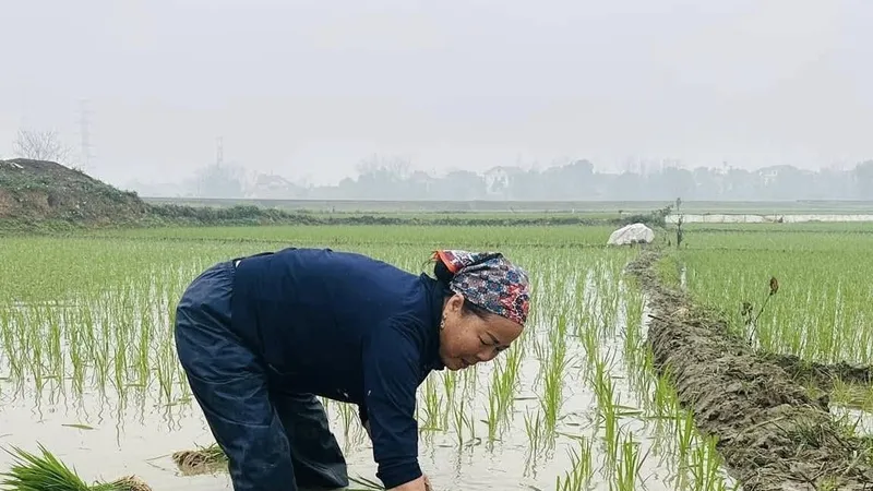 Miền Bắc mưa phùn kèm nồm ẩm, miền Nam mưa trái mùa