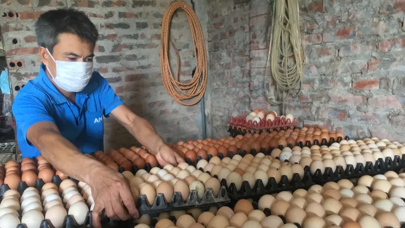Giá trứng gia cầm lao dốc