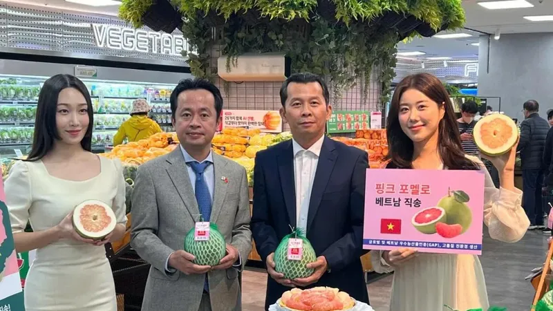 Bưởi Việt Nam xuất sang Hàn Quốc với giá 2,4 USD/kg