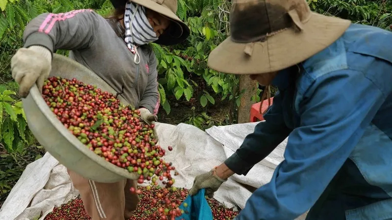 Xuất khẩu cà phê vượt thủy sản
