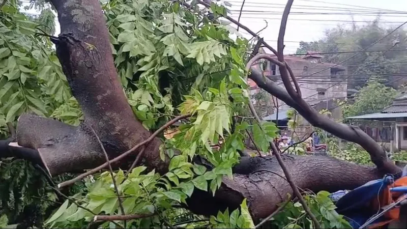 Cây xanh gãy đổ, ngập nhiều nơi do mưa gió