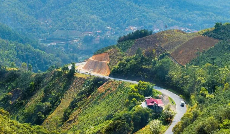 Điện Biên: Sói hoang tấn công gia súc