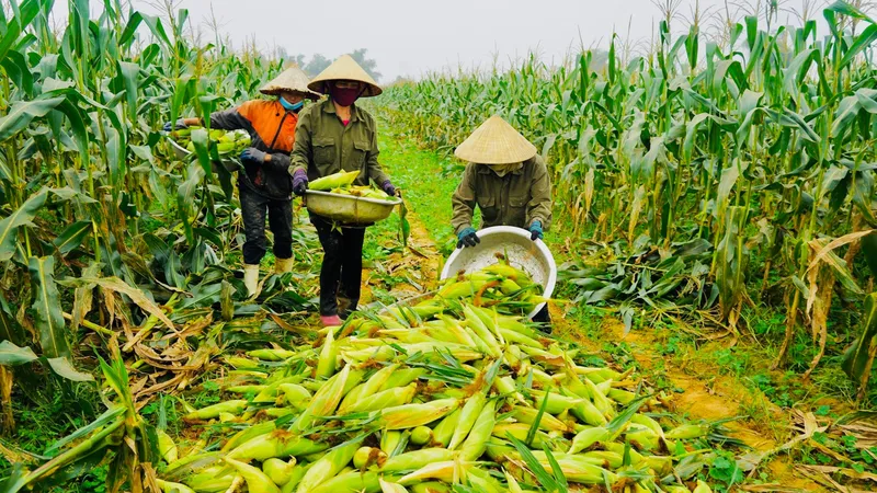 Đề nghị gỡ thuế VAT cho nguyên liệu và sản phẩm chăn nuôi