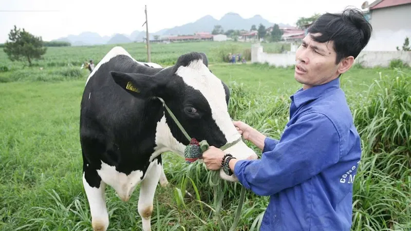 Bò sữa "teo tóp" dần