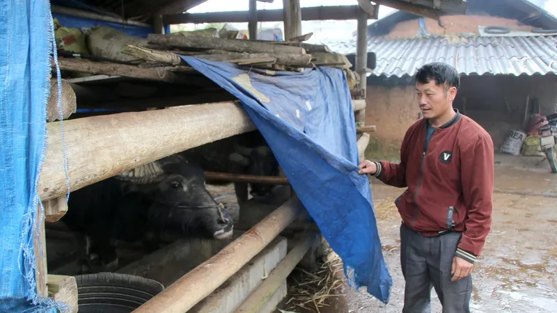 Bảo vệ đàn gia súc, gia cầm trước rét đậm kéo dài