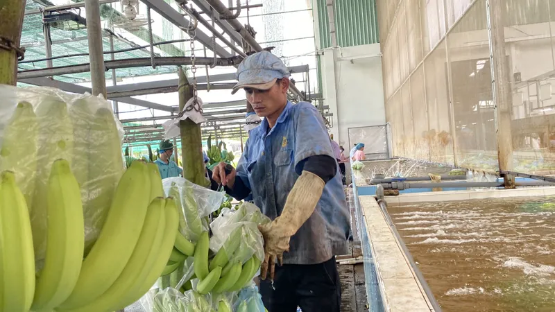 Nhật Bản là thị trường ổn định của Việt Nam 