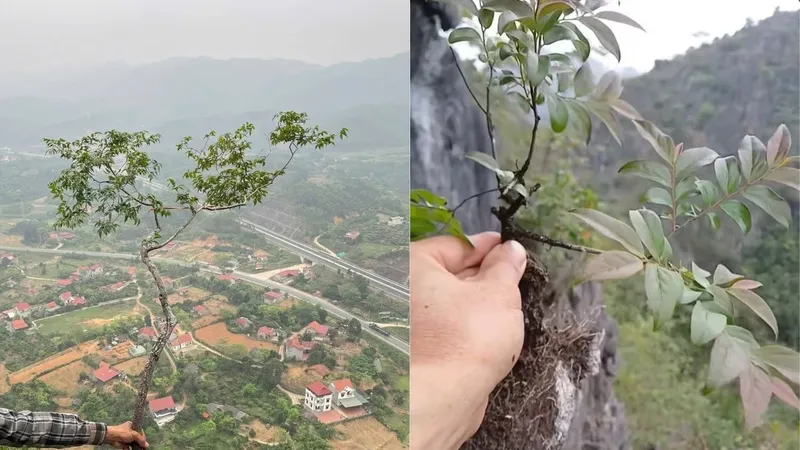Đề nghị các địa phương ngăn chặn khai thác cây muội hồng