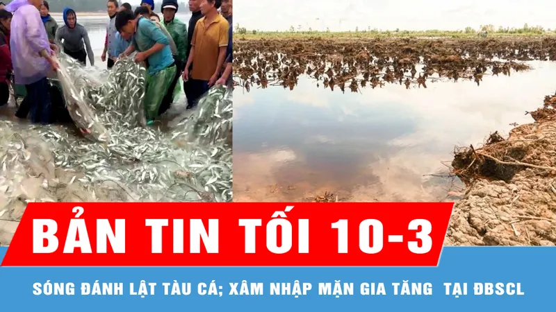 Bản tin tối 10-3: Vừa trúng đậm 1,5 tấn cá trích, tàu của ngư dân bị sóng đánh lật; ĐBSCL đối mặt xâm nhập mặn gia tăng