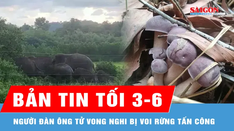 Bản tin tối 3-6: Người đàn ông tử vong nghi bị voi rừng tấn công; 7 người nhập viện cấp cứu nghi ngộ độc nấm