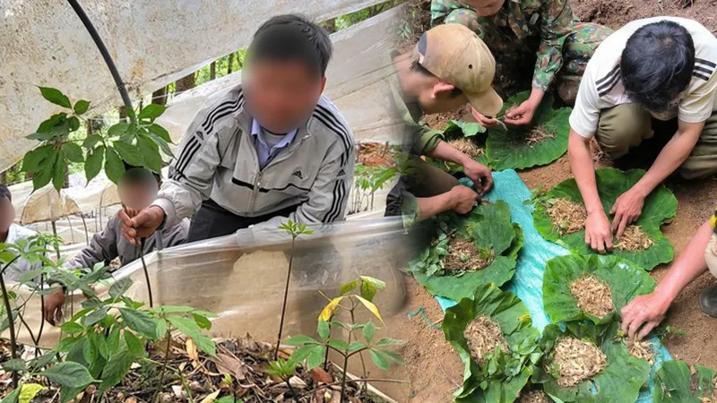 Podcast bản tin tối 8-6: Kon Tum chỉ đạo làm rõ quy trình cấp mã số vùng trồng Sâm Ngọc Linh “bất thường”