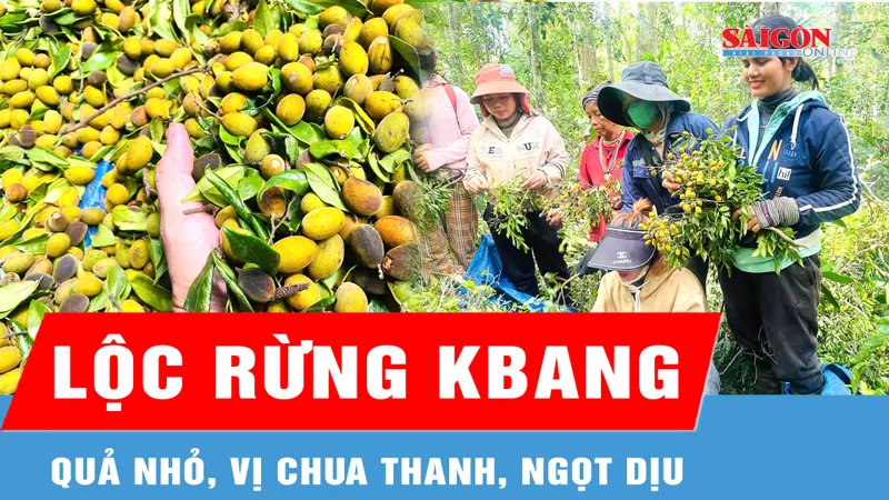 Mùa thu hoạch loại quả được giới yêu ẩm thực săn đón
