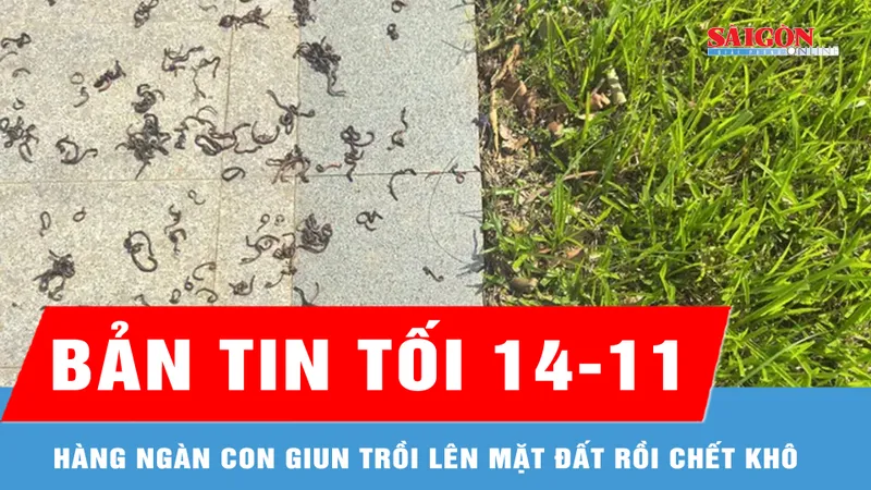Bản tin tối 14-11: Vì sao hàng ngàn con giun trồi lên mặt đất rồi chết trên nền gạch công viên?