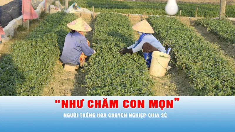 Podcast tin tối 25-11: Người trồng hoa tết phải ở ngay tại ruộng để “cảm nhận thời tiết như hoa”