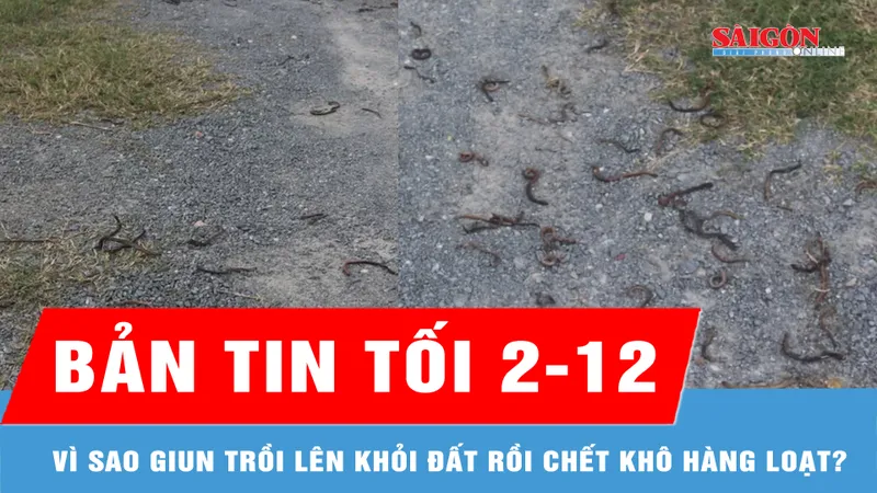 Bản tin tối 2-12: Vì sao giun trồi lên khỏi đất rồi chết khô hàng loạt?