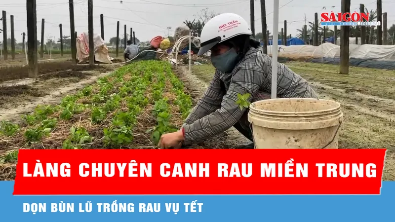Làng rau Thành Trung 