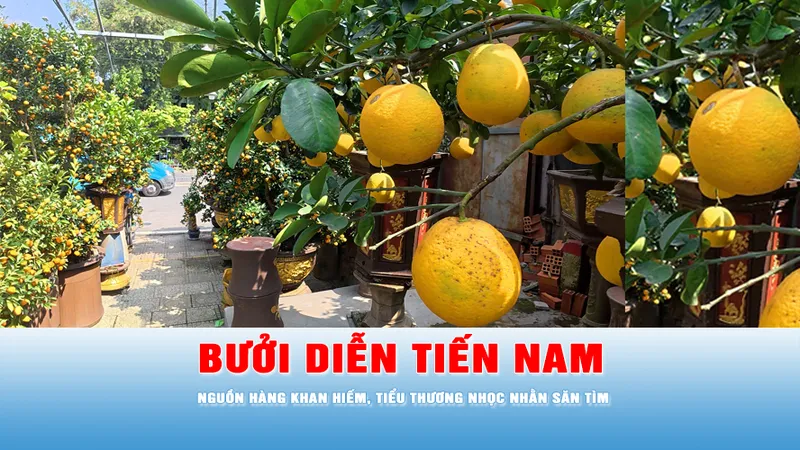 Bưởi Diễn tiến Nam: Nguồn hàng khan hiếm, tiểu thương nhọc nhằn săn tìm