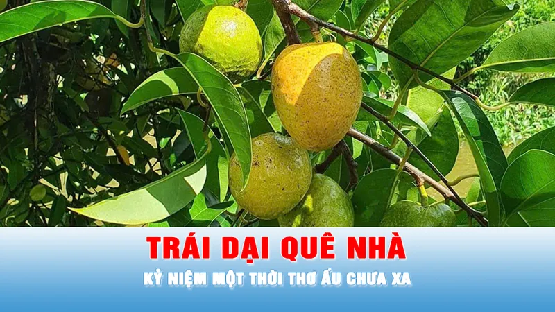 Trái dại quê nhà