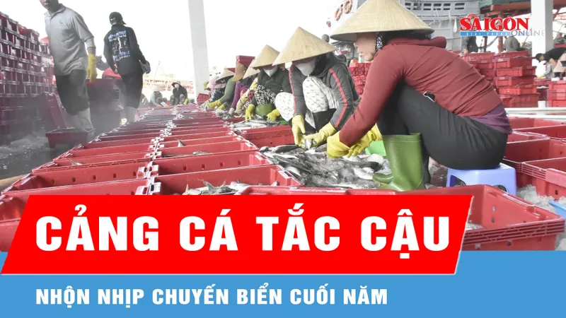 Cảng cá Tắc Cậu nhộn nhịp chuyến biển cuối năm 