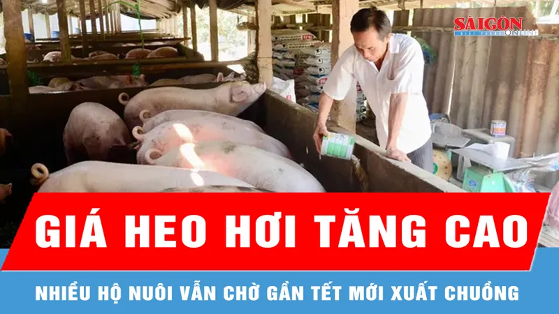 Miền Tây: Giá heo hơi tăng cao, nhiều hộ nuôi vẫn chờ gần tết mới xuất chuồng 