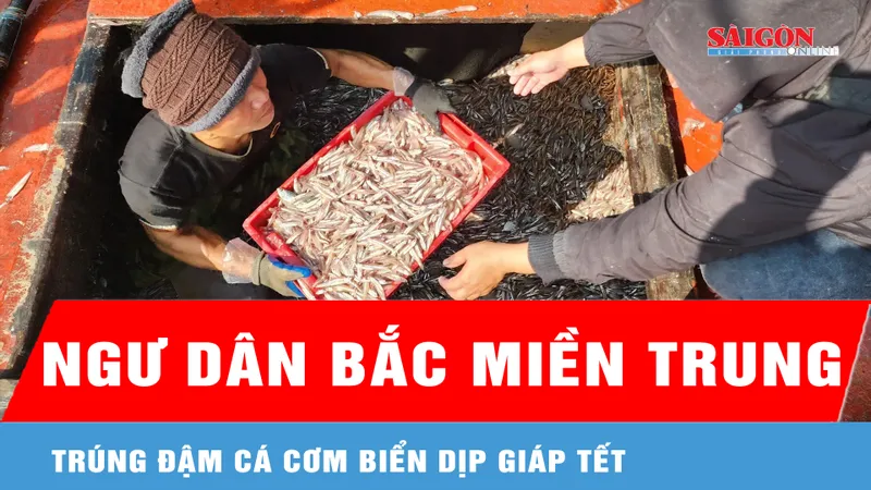 Ngư dân Bắc miền Trung trúng đậm cá cơm biển dịp giáp tết