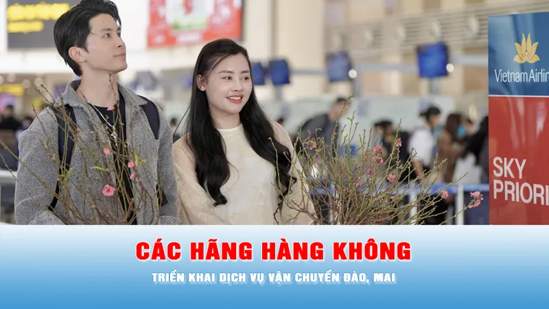 Podcast tin 17 giờ 26-1: Các hãng hàng không triển khai dịch vụ vận chuyển đào, mai