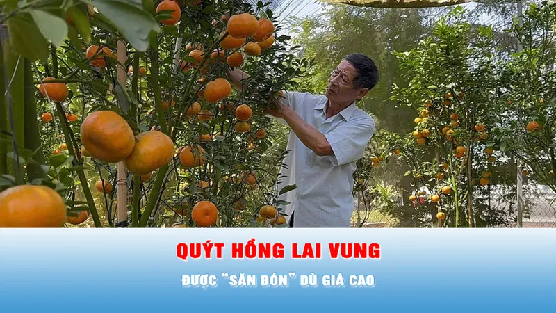 Podcast tin tối 9-2: Vì sao Quýt hồng Lai Vung được “săn đón” dù giá cao?