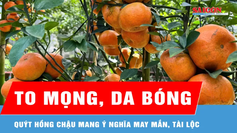 Giá cao, quýt hồng Lai Vung vẫn được khách hàng “săn mua” 