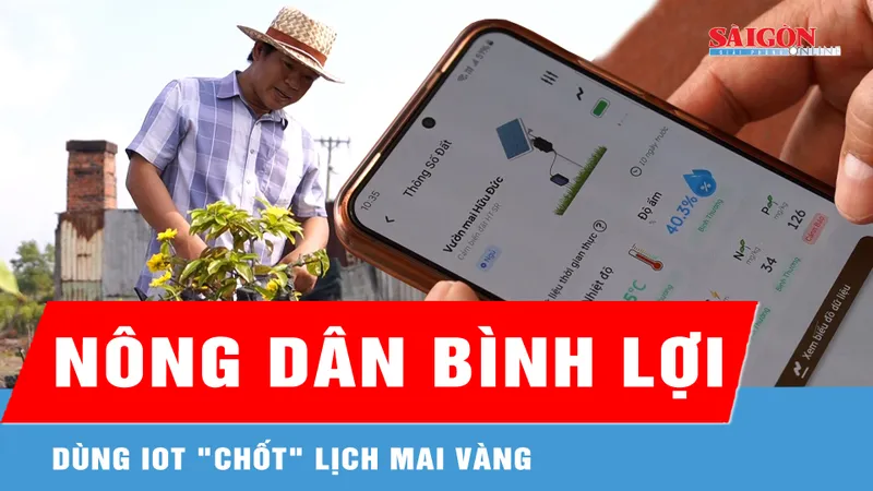 Không còn nhìn trời đợi tết: Nông dân Bình Lợi dùng IoT "chốt" lịch mai vàng