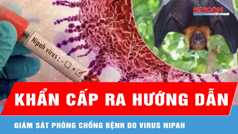 Giáp tết, Bộ Y tế khẩn cấp ra hướng dẫn giám sát phòng chống bệnh do virus Nipah 