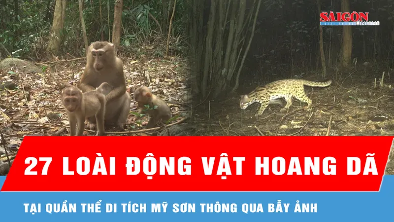 Ghi nhận 27 loài động vật hoang dã tại quần thể di tích Mỹ Sơn thông qua bẫy ảnh