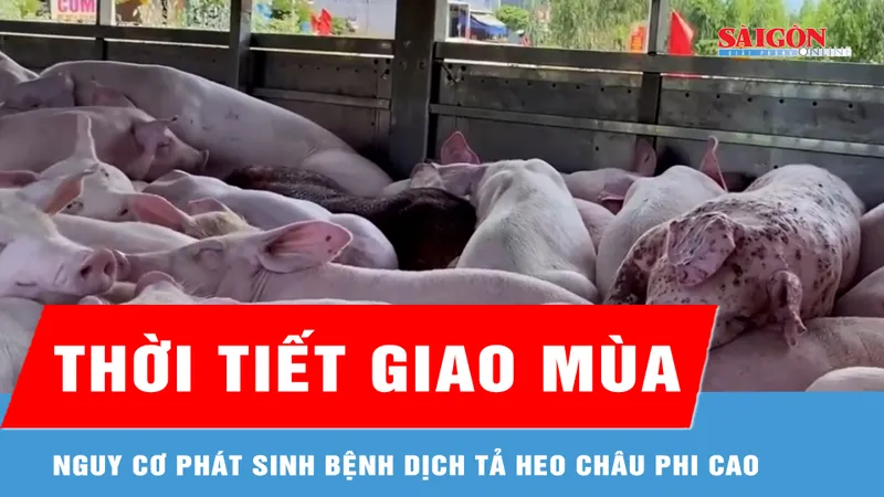 2 tháng đầu năm 2026, cả nước có gần 12.700 con heo chết, buộc tiêu hủy vì dịch 