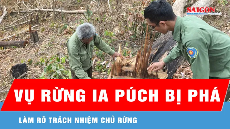 Vụ rừng Ia Púch bị phá: Làm rõ trách nhiệm chủ rừng