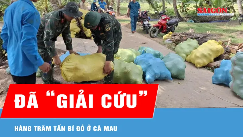 “Giải cứu” xong hàng trăm tấn bí đỏ cho nông dân Cà Mau 