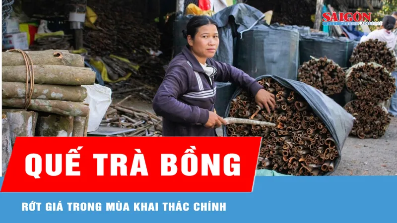 Quế Trà Bồng rớt giá trong mùa khai thác chính 